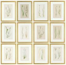 E.J. LOWE, Grasses, a set of 12 botanical prints, each 30cm x 23cm, circa 1858, individually framed.