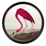 AFTER JOHN JAMES AUDUBON, American Flamingo, giclée, 105cm diam., framed.