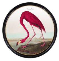 AFTER JOHN JAMES AUDUBON, American Flamingo, giclée, 105cm diam., framed.