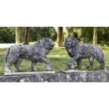 GARDEN LIONS, an opposing pair, well weathered reconstituted stone of neo-classical form each