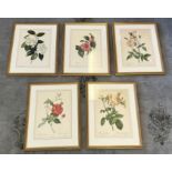 AFTER PIERRE JOSEPH REDOUTE 'ROSES', a set of five lithographs, each 51cm x 40cm, framed. (5)