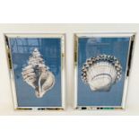 STUDY OF SEA SHELLS, a set of two prints, framed, 67cm H x 46cm W. (2)