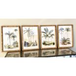 BOTANICAL PRINTS, set of four, framed, 50cm x 35cm each. (4)