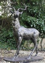 SCULPTURAL STUDY OF A STAG, 154cm H x 105cm W x 50cm D, cast metal, bronzed finish.