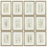 E J LOWE, Grasses, a set of twelve botanical prints, each 30cm x 23cm each, circa 1858.