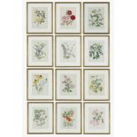 JOHN NASH (brother of Paul Nash), a set of twelve English Flowers, botanical lithographs 1948,