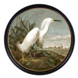 AFTER JOHN JAMES AUDUBON, 'Snowy Heron or white Egret', lithograph, 104cm diam, framed.