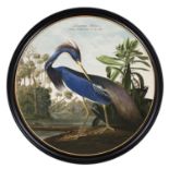 AFTER JOHN JAMES AUDUBON, 'Louisiana Heron' lithograph, 104cm diam, framed.