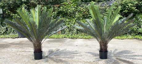 FAUX FERN TREES, a pair, potted, 80cm high, 80cm wide. (2)