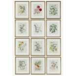 JOHN NASH (brother of Paul Nash), a set of twelve English Flowers, botanical lithographs 1948,