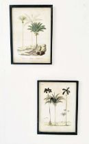 BOTANICAL PRINTS, a pair, ebonised frames, 56cm H x 41cm W. (2)