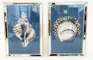 SEA SHELL PRINTS, a set of two framed, 67cm H x 46cm W. (2)