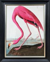 AFTER AUBUDON PRINT, flamingo, with relief detail, 75cm x 106cm, framed.