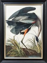 AFTER AUBUDON PRINT, heron, with relief detail, 75cm x 106cm, framed.