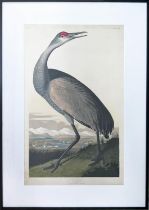 AFTER AUBUDON PRINTS, a pair, framed, 71cm x 50.5cm. (2)