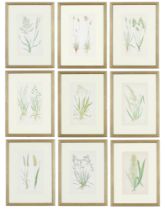 EJ LOWE, grasses, a set of nine botanical prints, circa 1858, each 30cm x 23cm. (9)