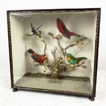 TAXIDERMY CASED BIRDS, the birds displayed perched on branches in rosewood case, bears plaque