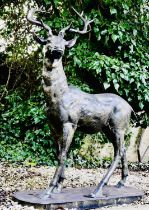 SCULPTURAL STUDY OF A STAG, 154cm H x 105cm W x 50cm D, cast metal, bronzed finish.