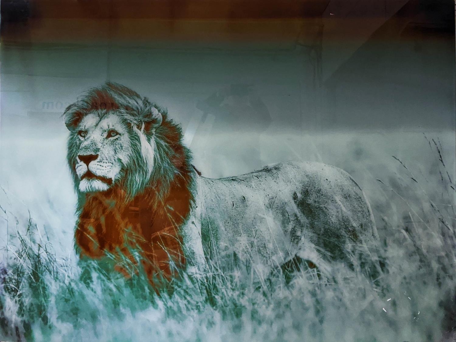 CONTEMPORARY SCHOOL PHOTO PRINT, lion, print under glass, 160cm x 120cm. - Image 8 of 8