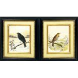 HARRY BRIGHT (1846-1895), 'Bird Studies', a pair of watercolours, signed and dated 1889, 28cm x