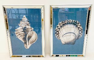 SEA SHELL PRINTS, a set of two, framed, 67cm H x 46cm W. (2)