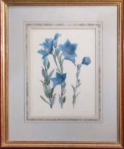 BOTANICAL PRINTS, a set of four, printed by C F Cheffins, London, 26cm H x 19cm each. (4)