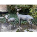 GARDEN SCULPTURES, a set of two depicting a Doe and Fawn, resin, in a bronzed finish, Doe