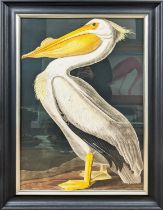 AFTER AUBUDON PRINT, pelican, with relief detail, framed, 106cm x 75.5cm.