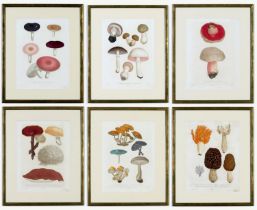 JOSEPH ROQUES, Mushrooms, a rare set six engravings with hand colouring from 1864, Victor Masson