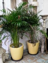 AREL PALMS, two, each approx 160cm H overall in containers. (2)