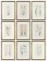 E J LOWE, a set of nine botanical prints, circa 1858, 30cm x 23cm each.