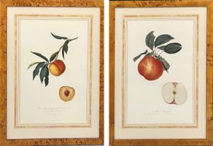 BOTANICAL PRINTS, a pair, in burr wood frames, 66cm x 48cm. (2)