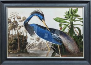 AFTER AUBUDON PRINT, 'Louisiana heron', with relief detail, framed, 105.5cm x 75.5cm.