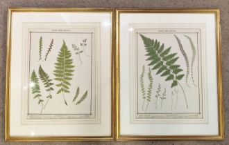 HEATH'S FERN PORTFOLIO, four botanical studies, 19th century, coloured etchings, including 'Royal
