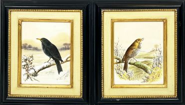 HARRY BRIGHT (1846-1895), 'Bird Studies', a pair of watercolours, signed and dated 1889, 28cm x