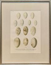 JA NAUMAN & A REICHERT, 'Eggs', lithographs, 37cm x 26cm, framed.