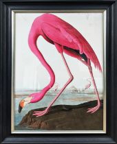 AFTER AUBUDON PRINT, flamingo, with relief detail, framed, 106cm x 75.5cm.