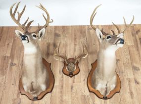 TAXIDERMY, a collection of three pieces, two mounted deer heads mounted on shields, each approx