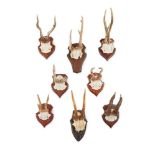 GROUP OF EIGHT ROE DEER HUNTING TROPHIES 20TH CENTURY