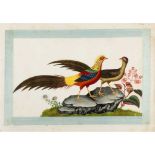 AN ALBUM OF TWELVE LEAVES EXOTIC BIRDS STUDIES QING DYNASTY, STUDIO OF YOUQUA, 19TH CENTURY