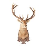 TAXIDERMY 'MONARCH' RED DEER STAG'S HEAD TROPHY MOUNT 20TH CENTURY