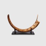 LARGE WOOLLY MAMMOTH TUSK, MAMMUTHUS PRIMIGENIUS SIBERIA, PLEISTOCENE C. 80,000 - 10,000 YEARS B.P.