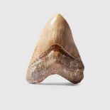 LARGE MEGALODON TOOTH INDONESIA, MIOCENE PERIOD, 15 MILLION YEARS B.P.