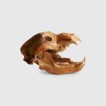 SKULL OF A EUROPEAN CAVE BEAR EUROPE, 100,000 - 20,000 YEARS B.P.