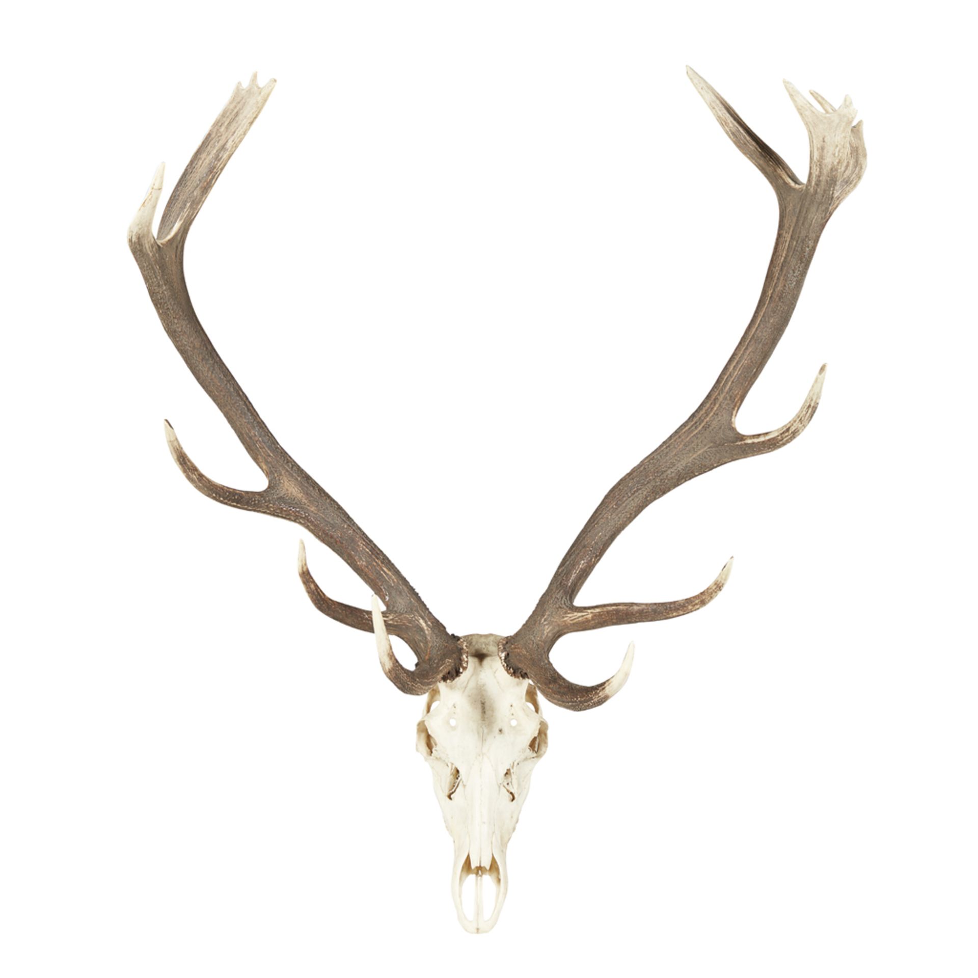 Y TWO SETS OF LARGE TAXIDERMY ANTLERS MODERN - Image 2 of 2