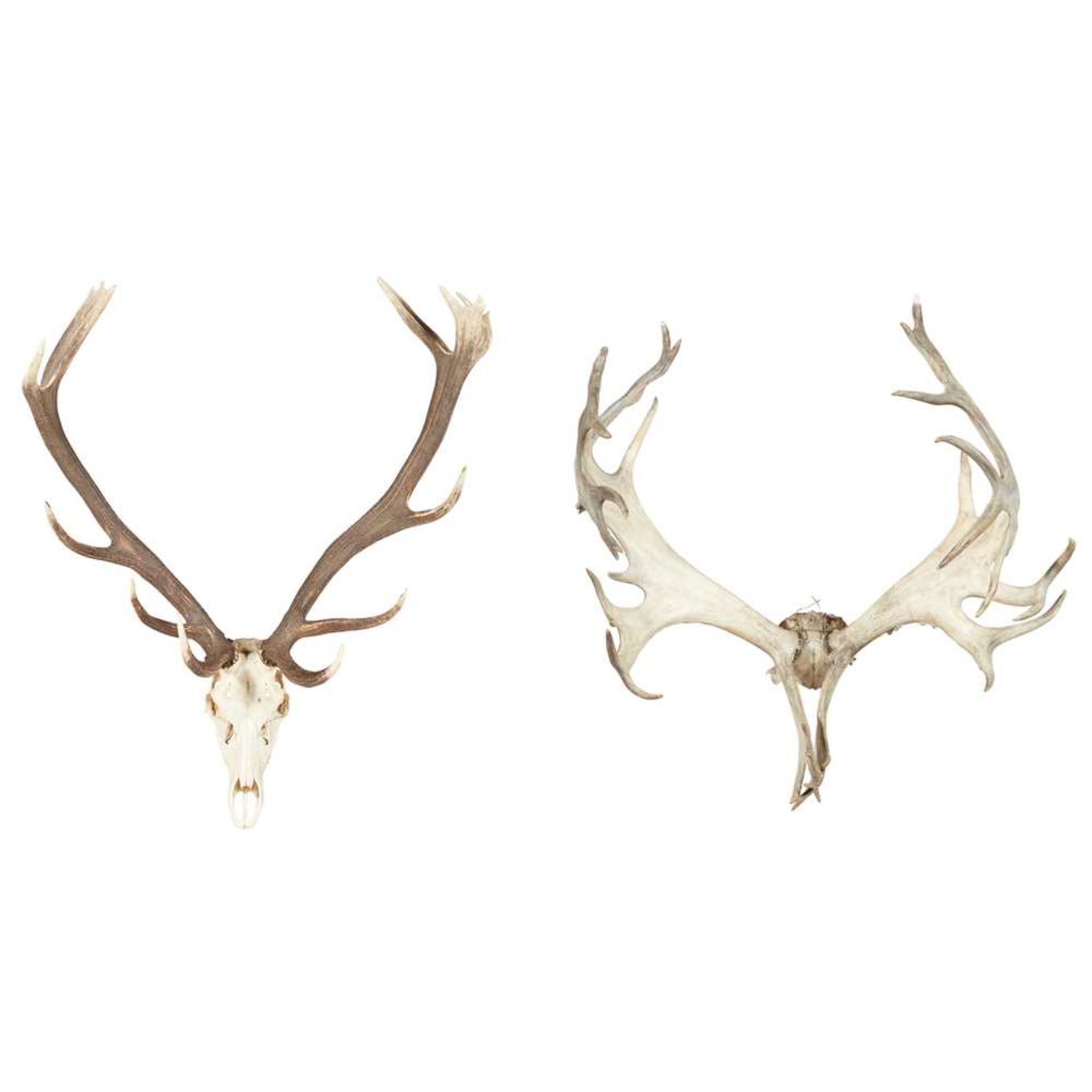 Y TWO SETS OF LARGE TAXIDERMY ANTLERS MODERN