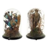 TWO VICTORIAN TAXIDERMY BIRD DISPLAYS AND DOMES 19TH CENTURY