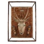 CASED TAXIDERMY SWITCH STAG HEAD, PELT, AND SLOTS, BY ROWLAND WARD DATED 1901