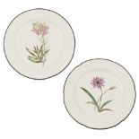 TWO DERBY BOTANICAL PLATES EARLY 19TH CENTURY