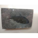 Fossil Fish, framed. 8cm x 11cm. "Fossil Fish Jiangichthys Hubiensis from Songze, Hupei, China,